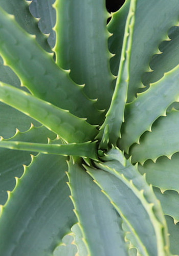 aloe vera